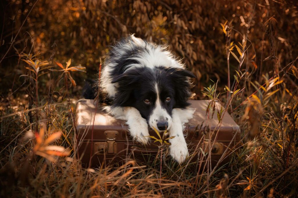 Monika Kessler Tierfotograf Vorarlberg zeigt Tierfotos mit Hunden, Katzen und Pferde