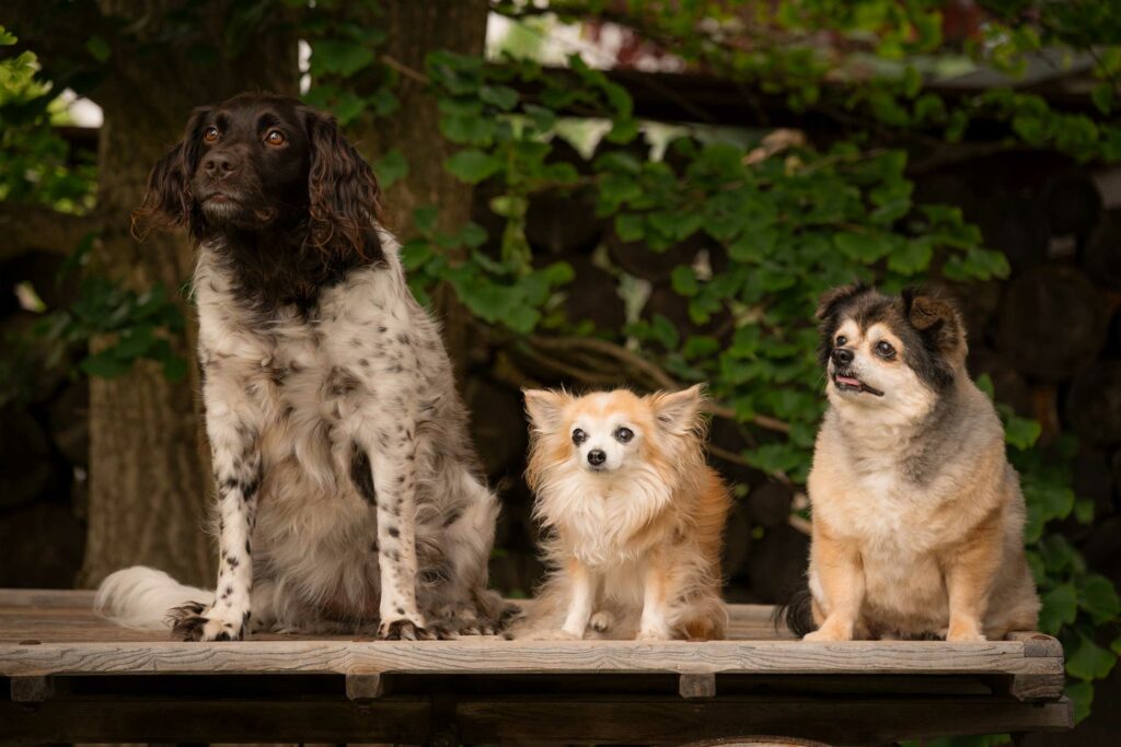 Monika Kessler Tierfotograf Vorarlberg zeigt Tierfotos mit Hunden, Katzen und Pferde