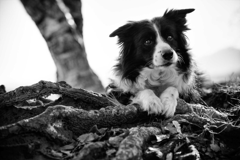 Monika Kessler Tierfotograf Vorarlberg zeigt Tierfotos mit Hunden, Katzen und Pferde