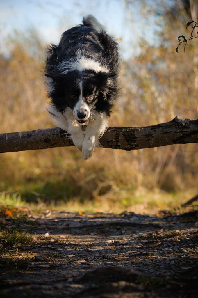 Monika Kessler Tierfotograf Vorarlberg zeigt Tierfotos mit Hunden, Katzen und Pferde