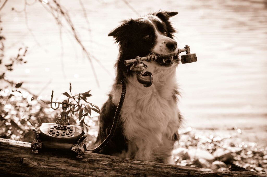 Monika Kessler Tierfotograf Vorarlberg zeigt Tierfotos mit Hunden, Katzen und Pferde